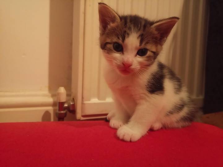 Cover photo of Unit + Kittens