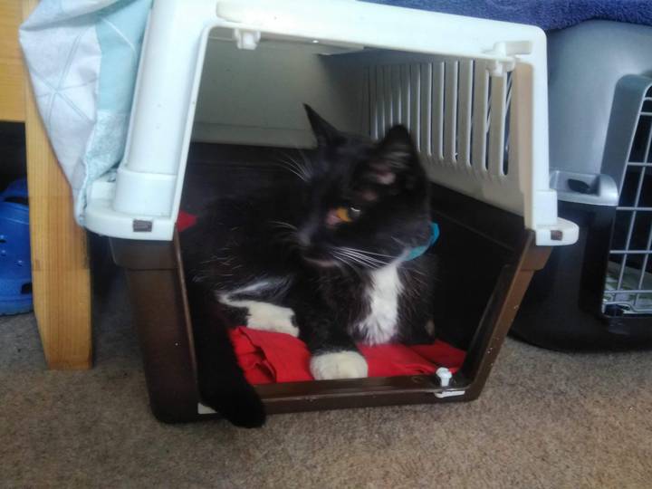 Cover photo of Alfie at the vet