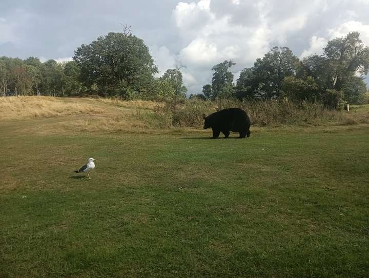 Cover photo of Woburn Safari